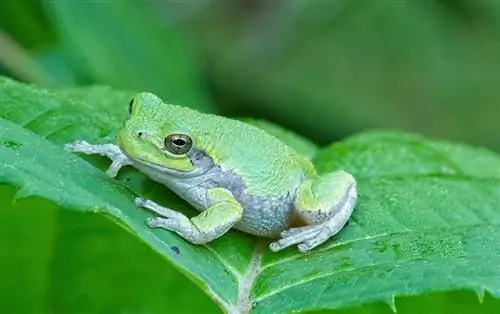 12 faits intéressants sur les grenouilles arboricoles (avec photos)