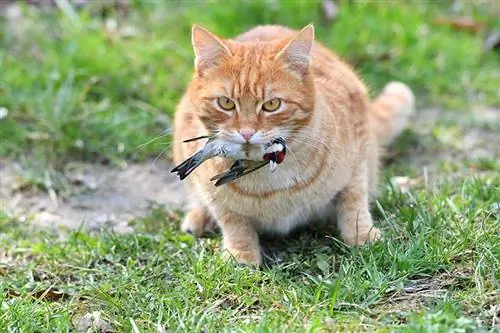 El gato rojo doméstico atrapó al pájaro y lo tiene en la boca.