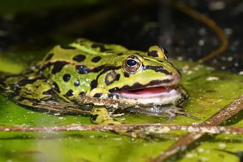 een kikker op een waterlelie