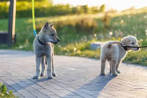 Golden Retriever dhe ujku çekosllovak duke luajtur në natyrë