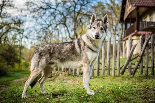 Výcvik vlčích psů: odborné tipy a rady