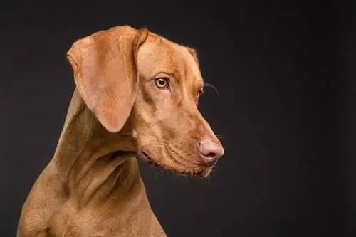 vizsla köpek