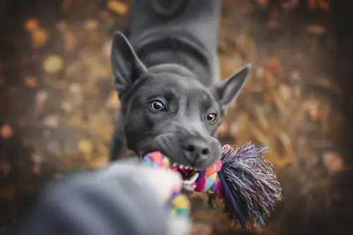 Filhote de ridgeback tailandês brincando com brinquedo de corda