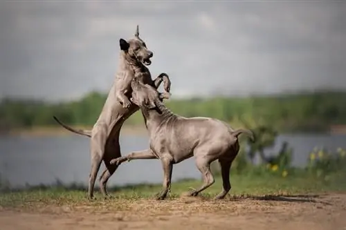 Dos perros ridgeback tailandeses jugando