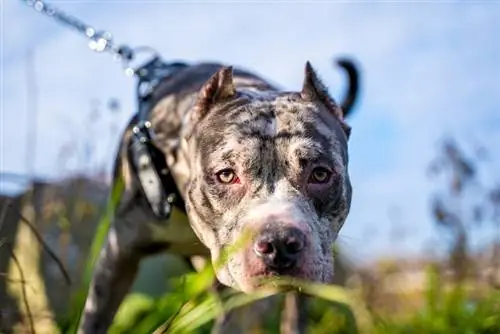 isang close up ng merle pitbull