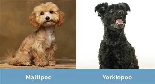 M altipoo vs Yorkiepoo egymás mellett