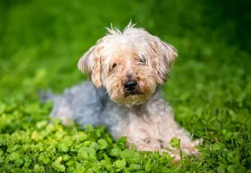 Yorkiepoo makaamassa nurmikolla