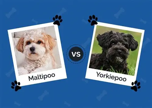 M altipoo vs Yorkiepoo: Razlike & Sličnosti (sa slikama)