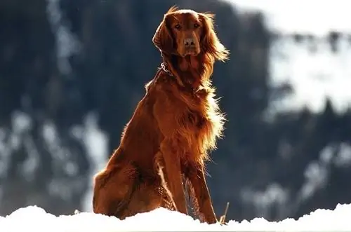 Vizsla