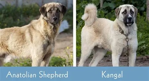 Anatolian Shepherd vs Kangal lado a lado