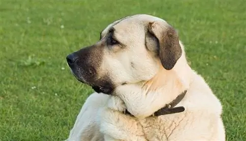 Cão pastor da Anatólia