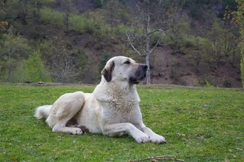 Kangal deitado