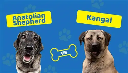 Anadolu Çoban Köpeği Kangal'a Karşı: Hangi Köpek Seçilecek?