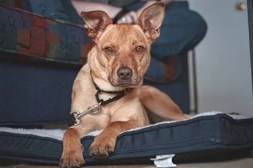 Potkoekhond wat op haar mat rus