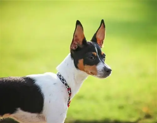 terrier de rata al sol en la hierba