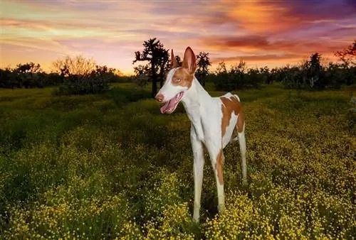 Anjing Ibizan di padang pasir AZ