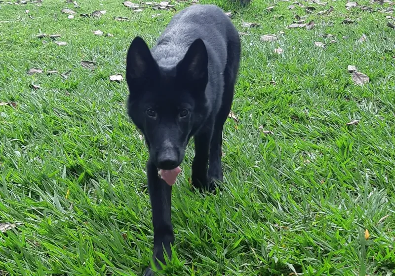 Calupoh (Mexicaanse Wolfhond)