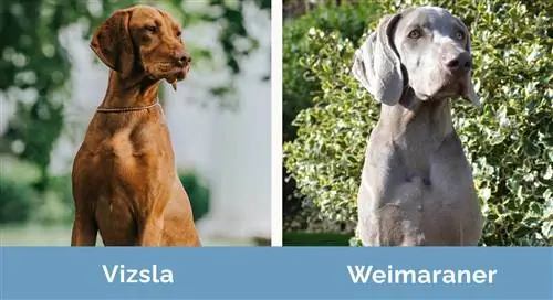 Vizsla gegen Weimaraner nebeneinander