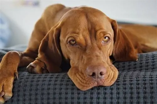 vizsla