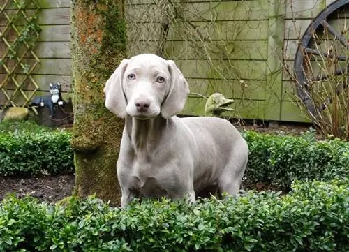 Weimaraner