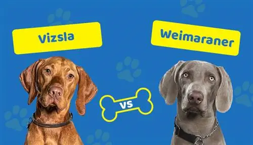 Vizsla dhidi ya Weimaraner: Kuna Tofauti Gani?