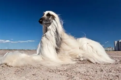 Afghaanse windhond die op het zand ligt