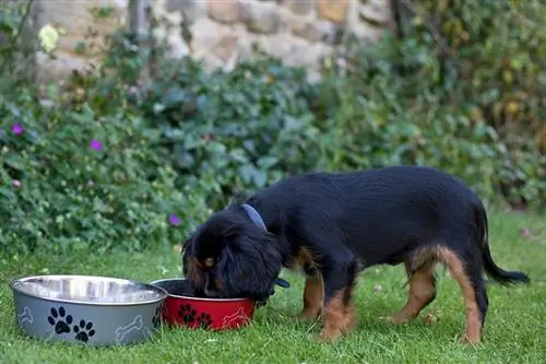 Kavaler King Charlz Spaniel kuchukcha ovqatlanmoqda