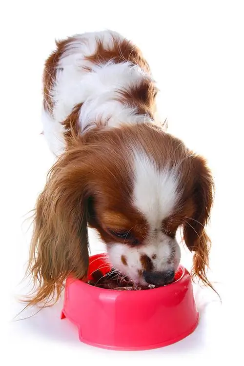 Erwachsener Cavalier King Charles Spaniel beim Essen