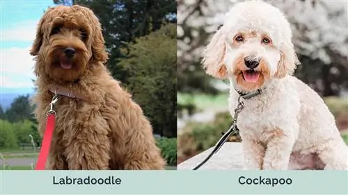 Labradoodle contre Cockapoo côte à côte