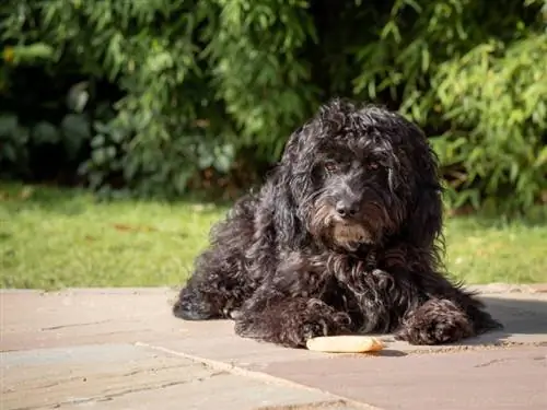 chien cockapoo noir allongé dans un jardin par un matin ensoleillé