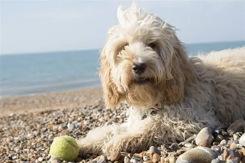 Cockapoo à la plage