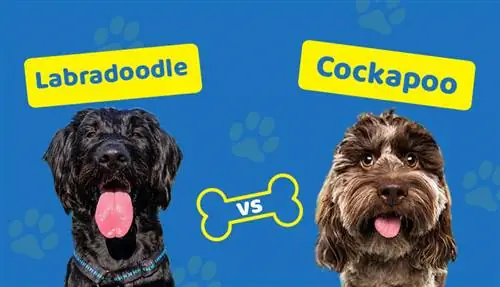 Labradoodle vs. Cockapoo: tärkeimmät erot (kuvien kanssa)