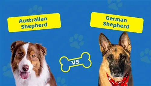 Australian Shepherd vs. Deutscher Schäferhund: Die wichtigsten Unterschiede (mit Bildern)