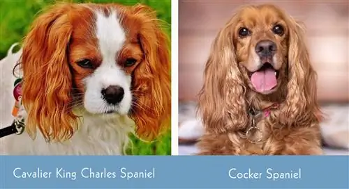 Cavalier King Charles Spaniel en Cocker Spaniel visuele verschillen