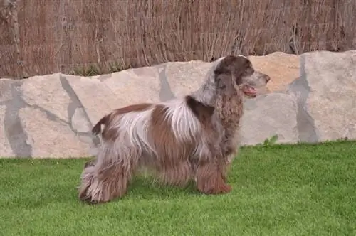 ቸኮሌት roan cocker spaniel