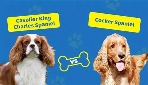 Cavalier King Charles Spaniel vs Cocker Spaniel: Diferențele cheie (cu imagini)