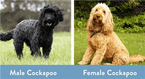 Cockapoo maschio contro Cockapoo femmina