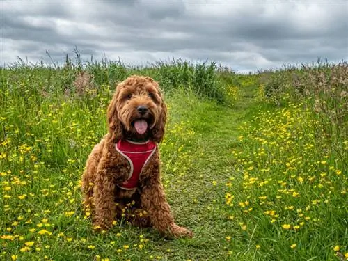 สุนัข apricot cockapoo นั่งอยู่บนทางเดินในทุ่งดอกไม้ป่า