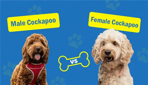 Cockapoo Jantan vs Betina: Apakah Perbezaannya?