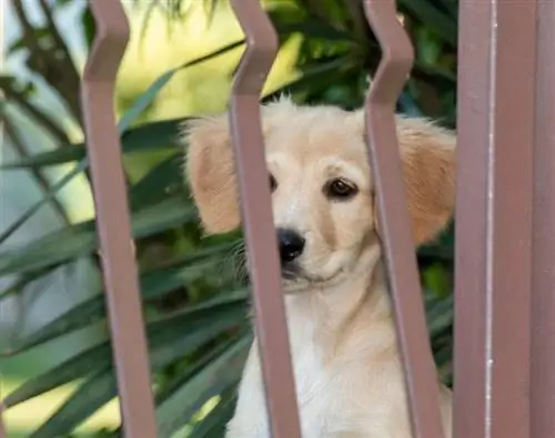 Hund in einem Zaun