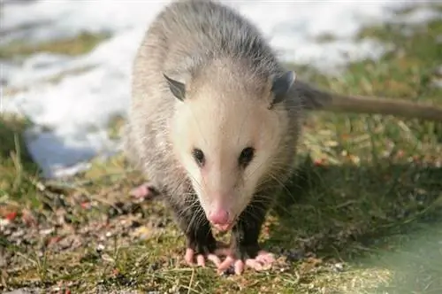 Opossum im Freien