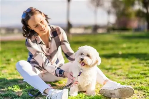 pies bichon frise ze swoim właścicielem