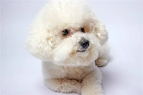 bichon frise hund i et studie