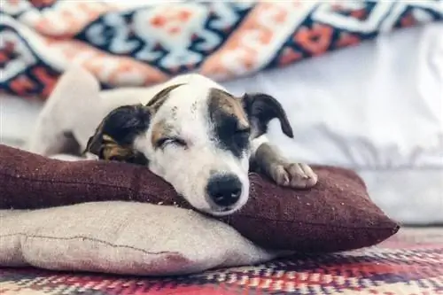 yastıkların üzerinde uyuyan köpek