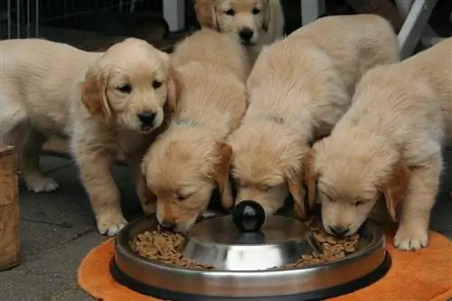 chiots golden retriever manger