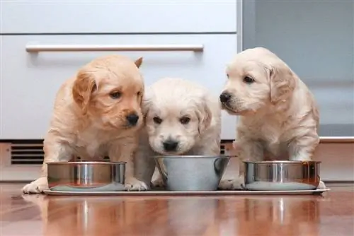 Puppy Feeding Guide: Nourishment Chart & FAQs