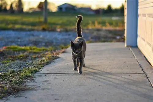 Svart katt puster hale på fortauet