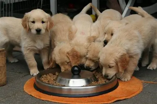 golden retriever yavruları yemek yiyor