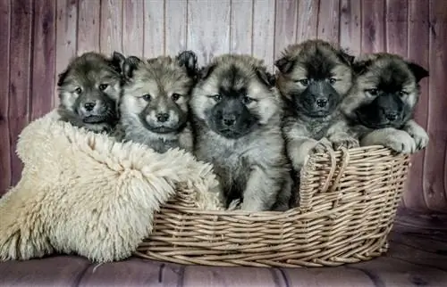 këlyshët eurasier në një shportë