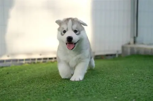 cadell husky siberià